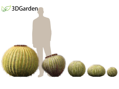 Echinocactus grusonii Golden Barrell Cactus HighPoly And LowPoly Included 3D Модель