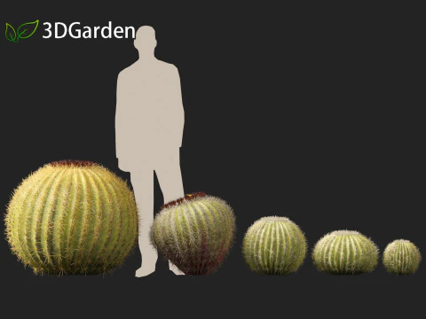 Echinocactus grusonii Golden Barrel Cactus High Poly und Low Poly enthalten 3D Modell