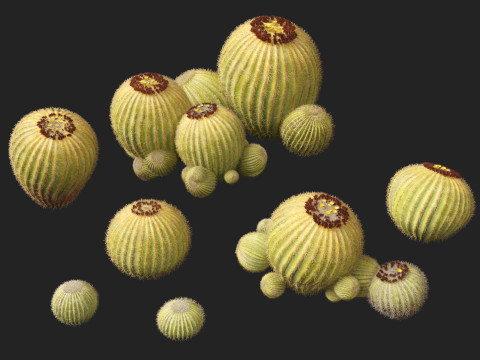 Echinocactus grusonii Golden Barrell Cactus HighPoly And LowPoly Included 3D Модель