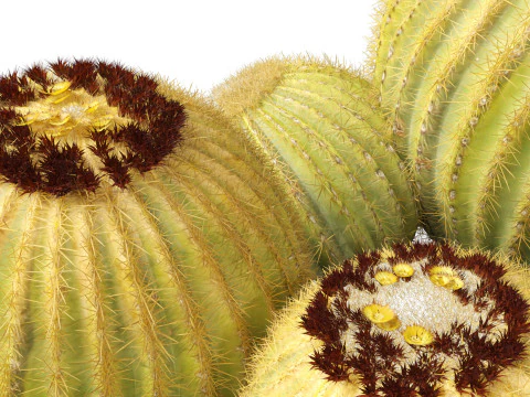 Echinocactus grusonii Golden Barrel Cactus High Poly und Low Poly enthalten 3D Modell