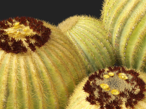 Echinocactus grusonii Golden Barrell Cactus HighPoly And LowPoly Included 3D Модель