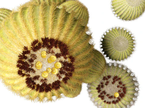 Echinocactus grusonii Golden Barrel Cactus High Poly und Low Poly enthalten 3D Modell