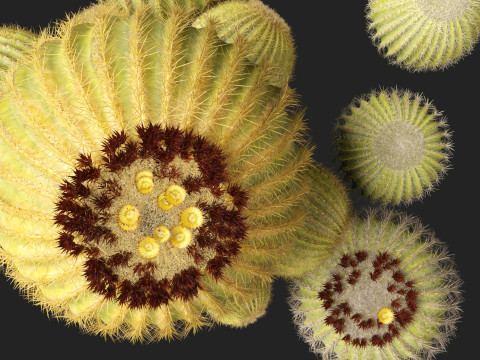 Echinocactus grusonii Golden Barrell Cactus HighPoly And LowPoly Included 3D Модель