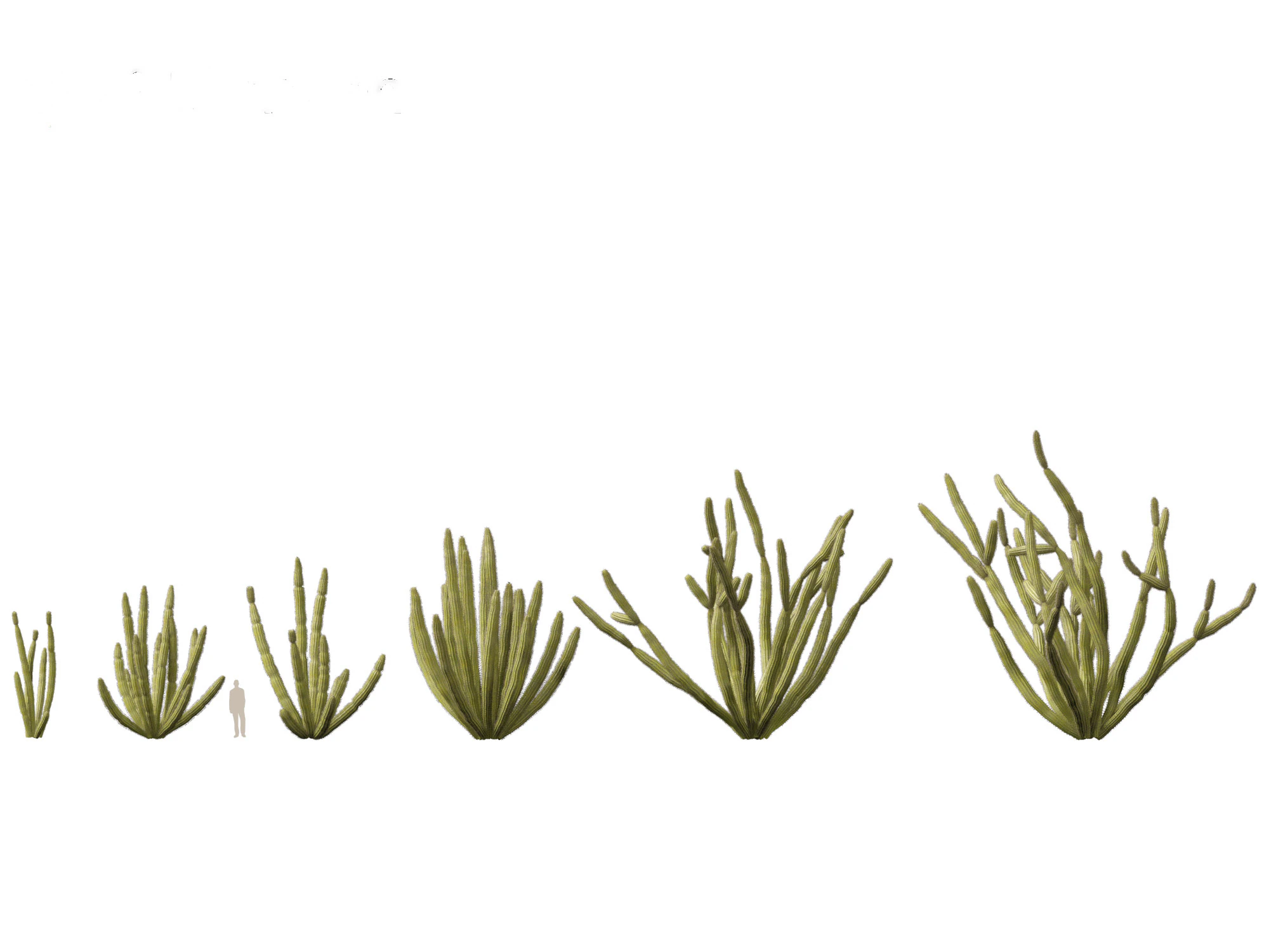 Stenocereus thurberi - organ pipe cactus 3D Model .c4d .max .obj .3ds .fbx .stl .blend 