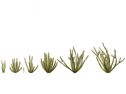 Stenocereus thurberi - organ pipe cactus 3D Model