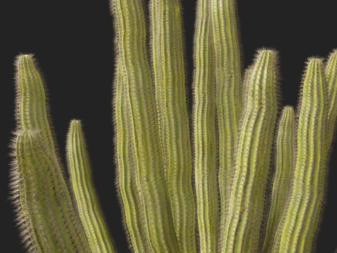 Stenocereus thurberi - organ pipe cactus 3D Model