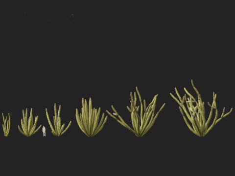 Stenocereus thurberi - organ pipe cactus Modelo 3D