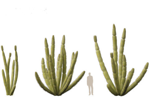 Stenocereus thurberi - organ pipe cactus Modelo 3D