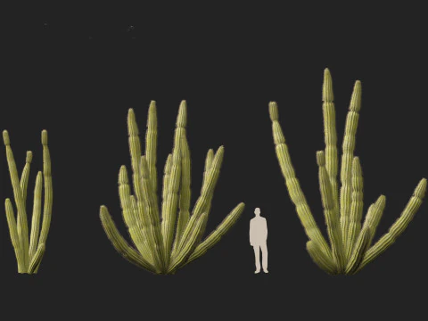 Stenocereus thurberi - organ pipe cactus 3D Model