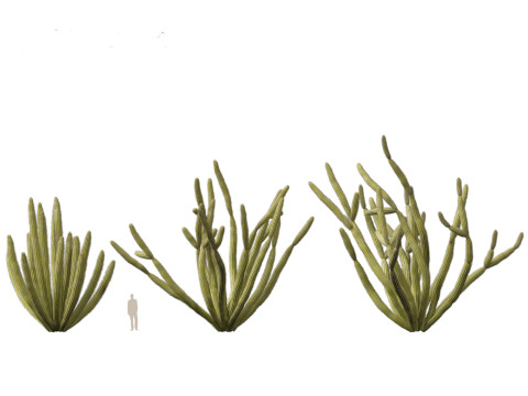 Stenocereus thurberi - organ pipe cactus Modelo 3D