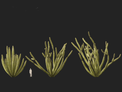 Stenocereus thurberi - organ pipe cactus Modelo 3D