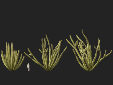 Stenocereus thurberi - organ pipe cactus 3D Model