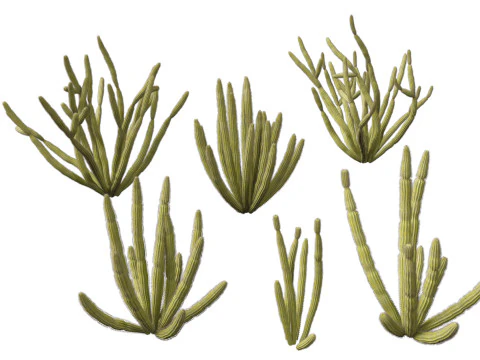 Stenocereus thurberi - organ pipe cactus 3D Model