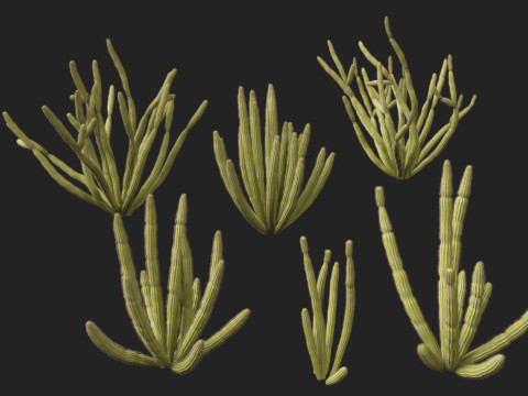 Stenocereus thurberi - organ pipe cactus Modelo 3D