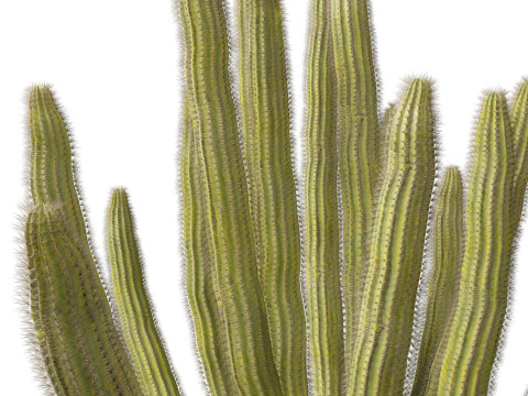 Stenocereus thurberi - organ pipe cactus Modelo 3D