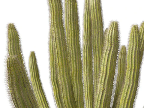 Stenocereus thurberi - organ pipe cactus 3D Model