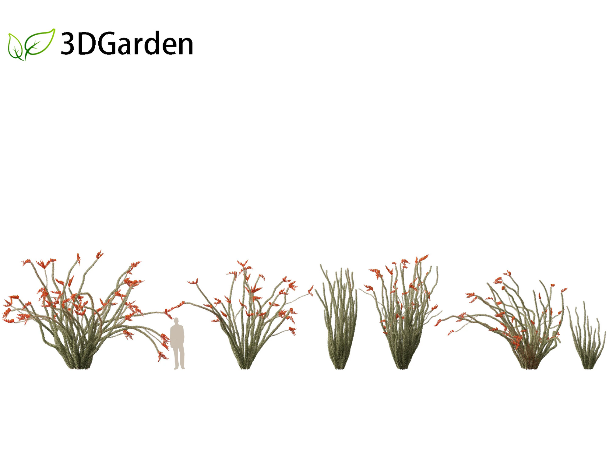 Fouquieria splendens - ocotillo Modelo 3D .c4d .max .obj .3ds .fbx .stl .blend