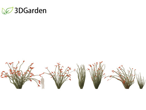Fouquieria splendens - ocotillo 3D मॉडल
