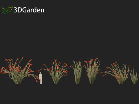 Fouquieria splendens - ocotillo Modelo 3D