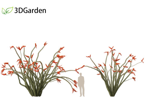 Fouquieria splendens - ocotillo 3D Model