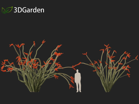 Fouquieria splendens - ocotillo 3D Model