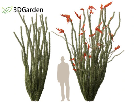 Fouquieria splendens - ocotillo Modelo 3D