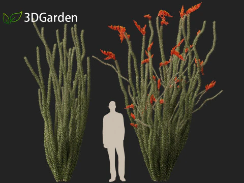 Fouquieria splendens - ocotillo Modelo 3D