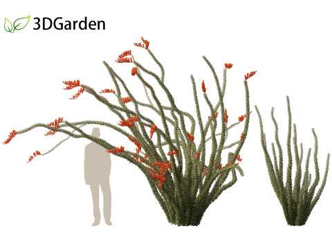 Fouquieria splendens - ocotillo 3D Model