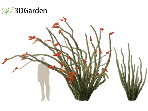 Fouquieria splendens - ocotillo Modelo 3D