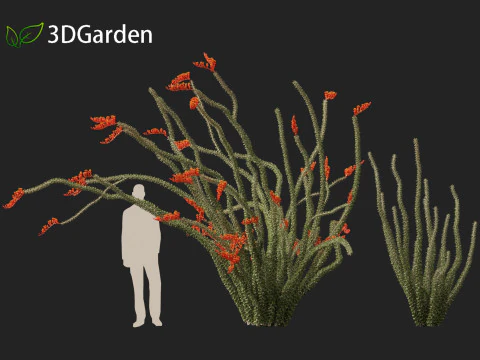 Fouquieria splendens - ocotillo Modelo 3D