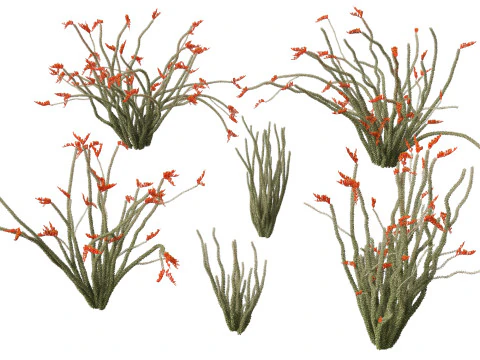 Fouquieria splendens - ocotillo Modelo 3D