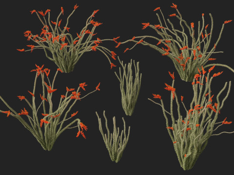 Fouquieria splendens - ocotillo 3D Model