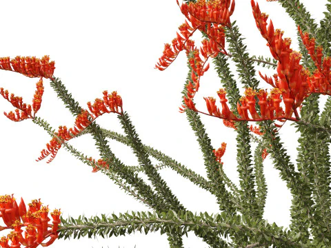 Fouquieria splendens - ocotillo Modelo 3D