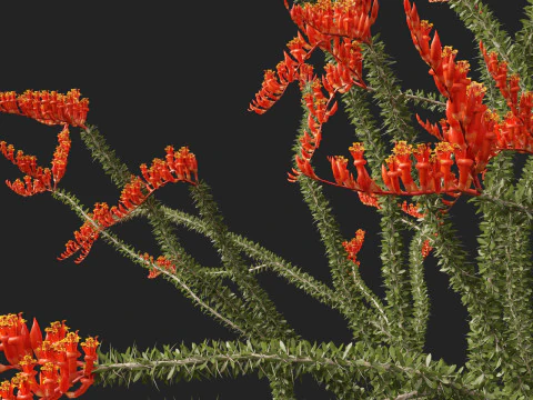 Fouquieria splendens - ocotillo Modelo 3D