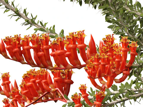 Fouquieria splendens - ocotillo Modelo 3D