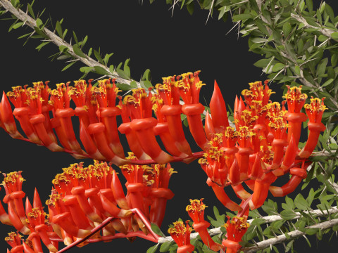 Fouquieria splendens - ocotillo 3D Model