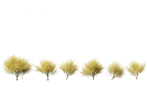 Parkinsonia florida - blue palo verde 3D मॉडल