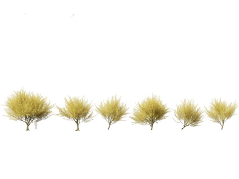 Parkinsonia florida - palo verde biru Model 3D