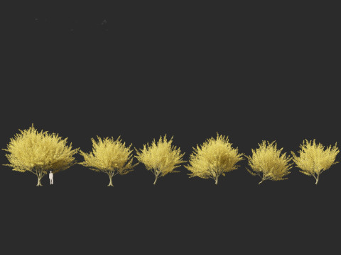 Parkinsonia florida - blue palo verde 3D Model