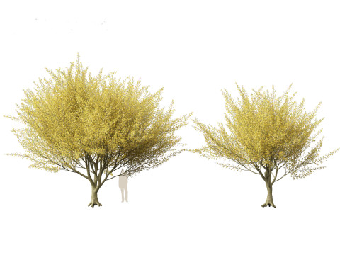Parkinsonia florida - blue palo verde 3D Model