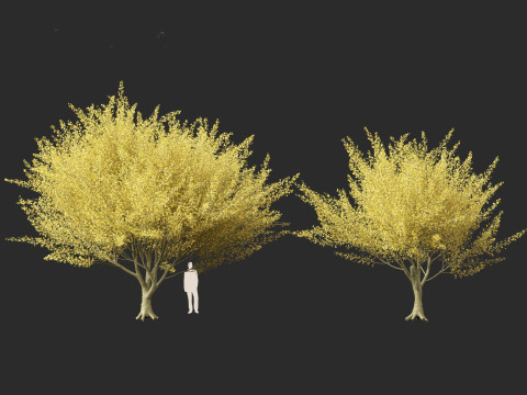 Parkinsonia florida - blue palo verde 3D Model