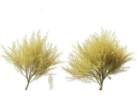 Parkinsonia florida - blue palo verde 3D Model