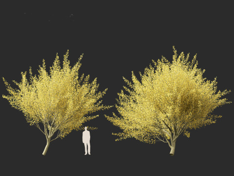 Parkinsonia florida - blue palo verde 3D Model