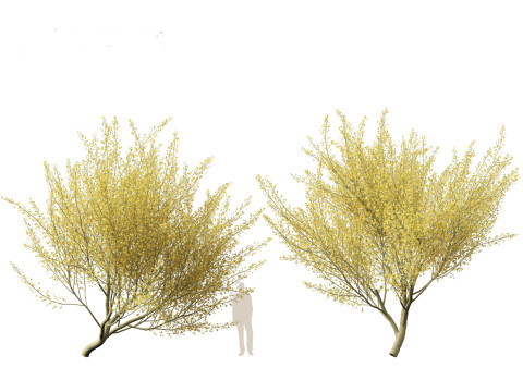 Parkinsonia florida - blue palo verde 3D Model