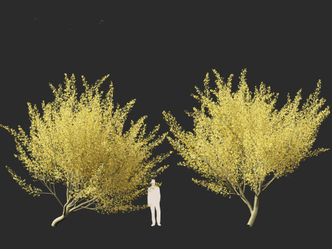 Parkinsonia florida - blue palo verde 3D Model
