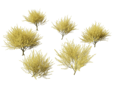 Parkinsonia florida - blue palo verde 3D Model