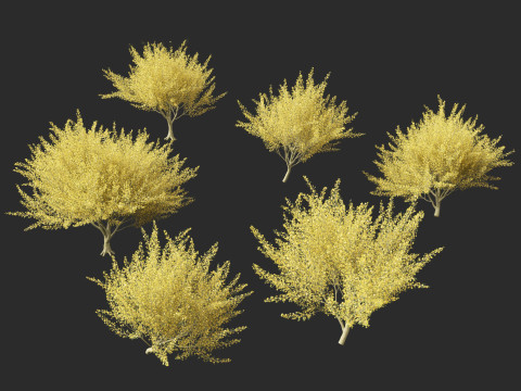 Parkinsonia florida - blue palo verde 3D Model