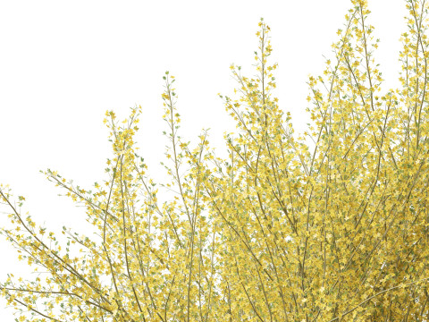 Parkinsonia florida - blue palo verde 3D Model