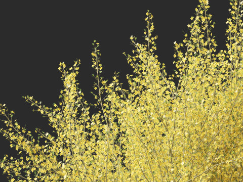 Parkinsonia florida - blue palo verde 3D Model