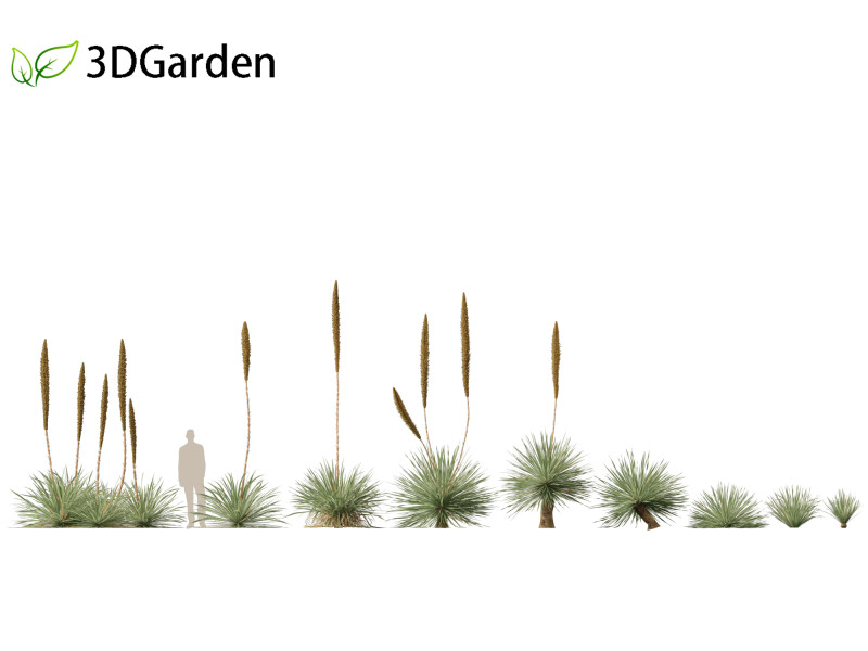 Dasylirion wheeleri Desert spoon 3D Модель .c4d .max .obj .3ds .fbx .stl .blend